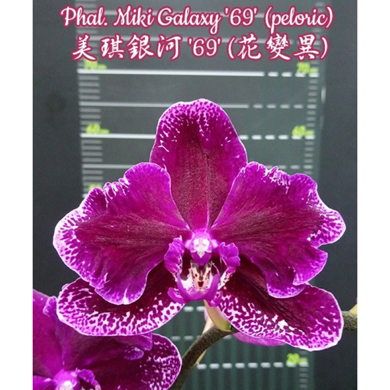 Орхiдея Phal. Miki Galaxy 69 метелик - купити, доставка Україна